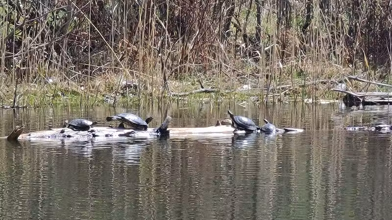 Brown City Park - Brown City, MI