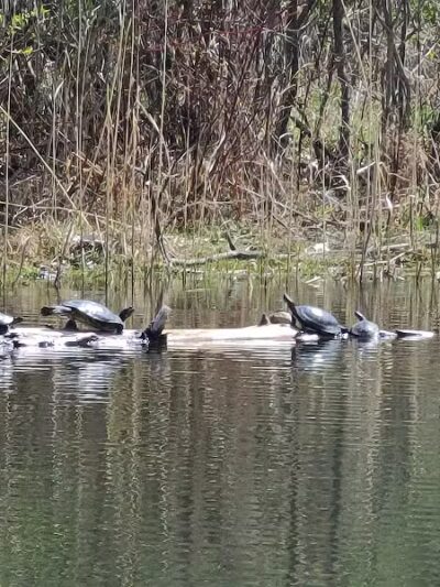 Brown City Park - Brown City, MI