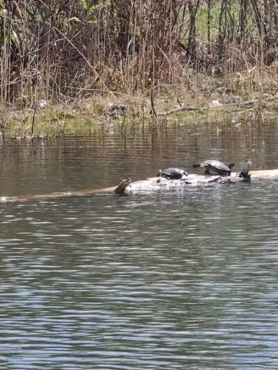 Brown City Park - Brown City, MI