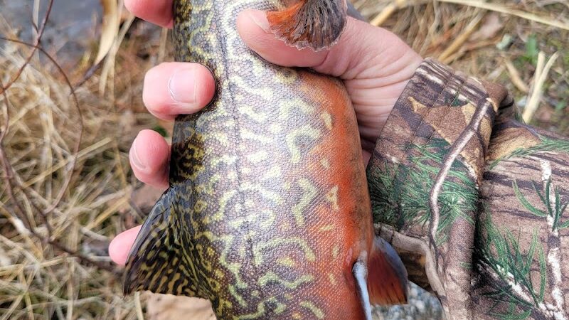 Lake of the Woods - Browns Mills, NJ