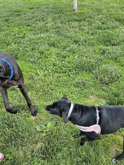 Cardinal Bark Park - Brownsburg, IN