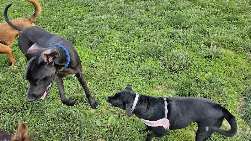 Cardinal Bark Park - Brownsburg, IN