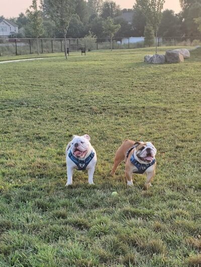Cardinal Bark Park - Brownsburg, IN
