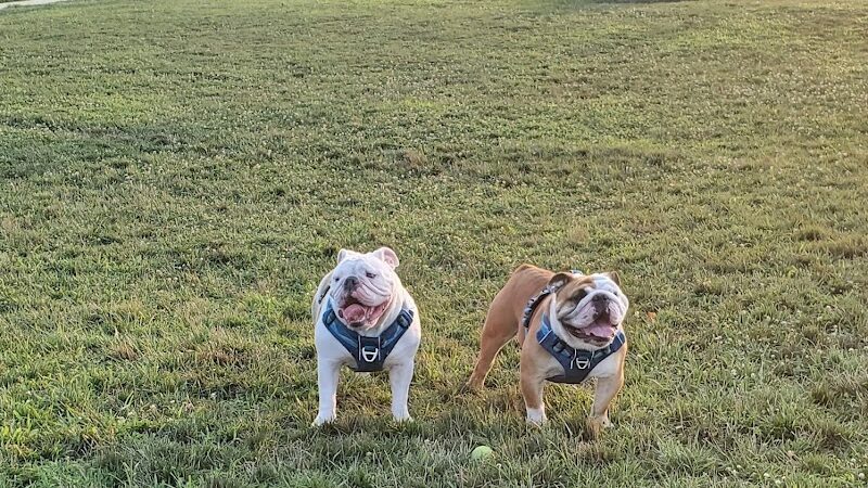 Cardinal Bark Park - Brownsburg, IN