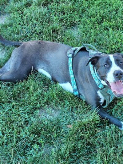 Cardinal Bark Park - Brownsburg, IN