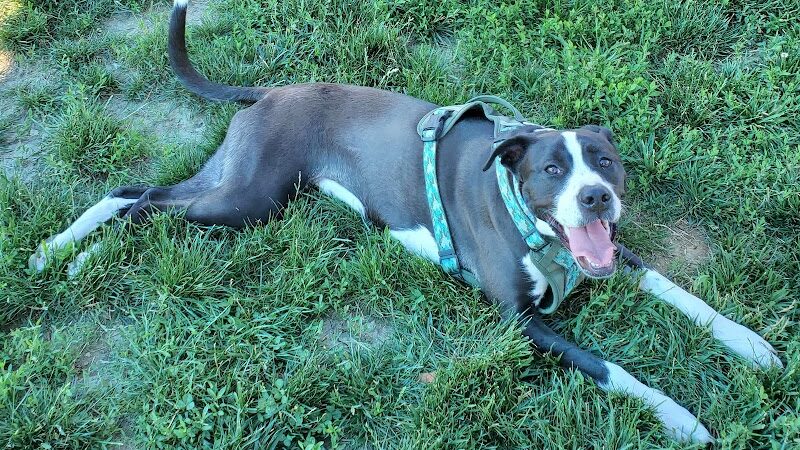 Cardinal Bark Park - Brownsburg, IN