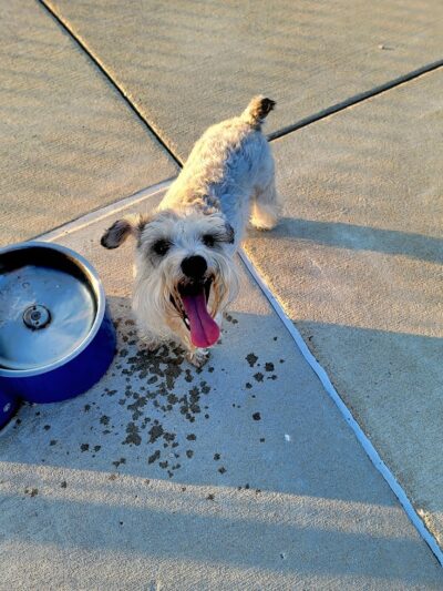 Cardinal Bark Park - Brownsburg, IN
