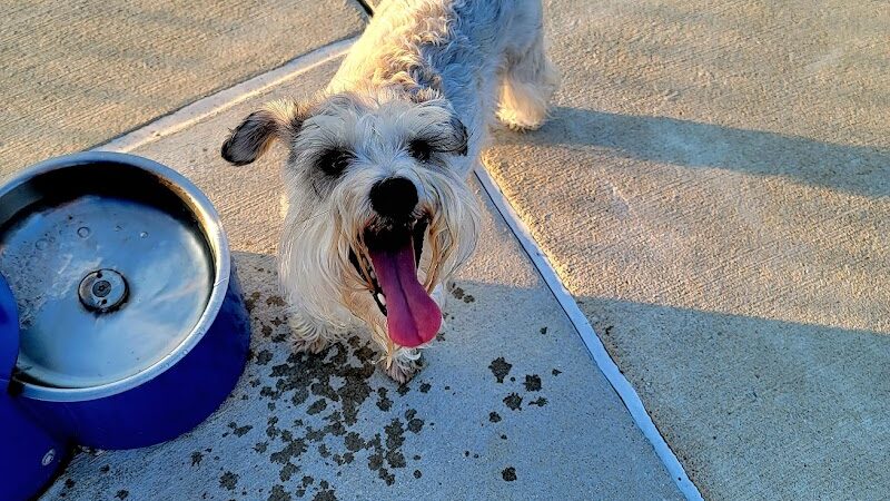 Cardinal Bark Park - Brownsburg, IN