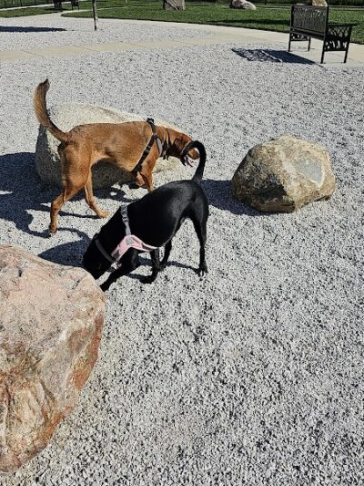 Cardinal Bark Park - Brownsburg, IN