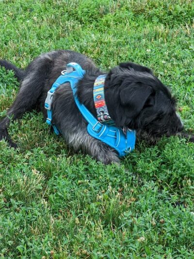 Cardinal Bark Park - Brownsburg, IN