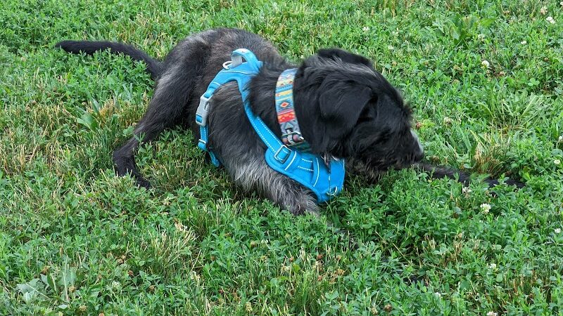 Cardinal Bark Park - Brownsburg, IN