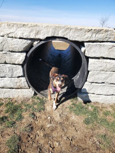Cardinal Bark Park - Brownsburg, IN