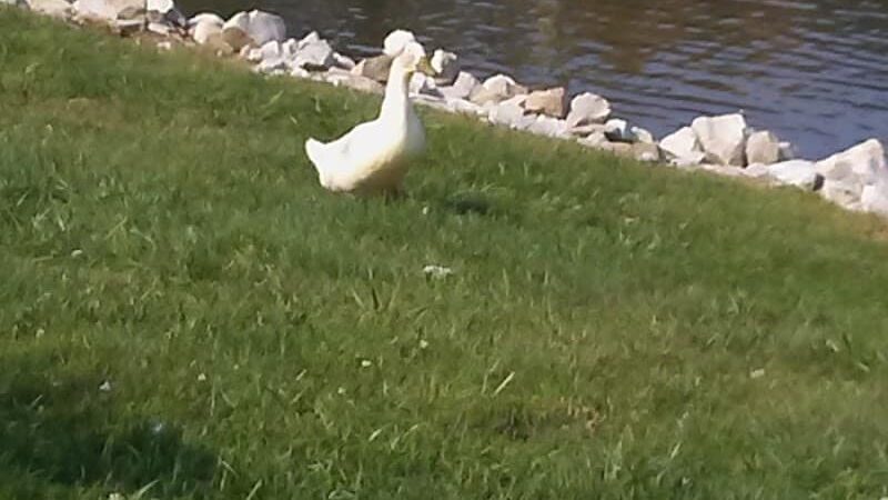 Brownstown Public Park - Brownstown, IN