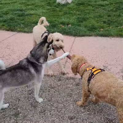 Brownstown Dog Park - Brownstown Township,