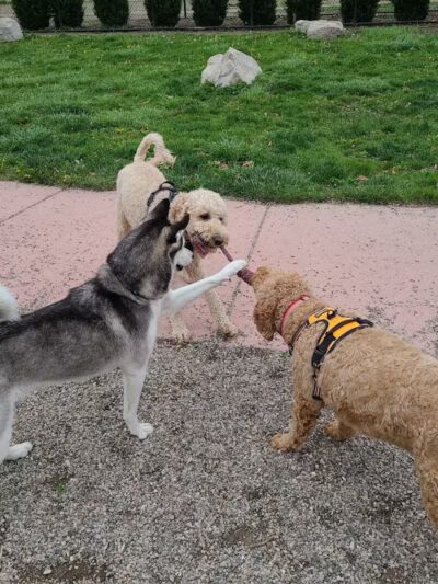 Brownstown Dog Park - Brownstown Township,