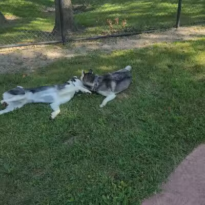 Brownstown Dog Park - Brownstown Township,