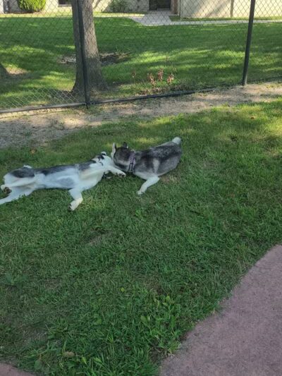 Brownstown Dog Park - Brownstown Township,