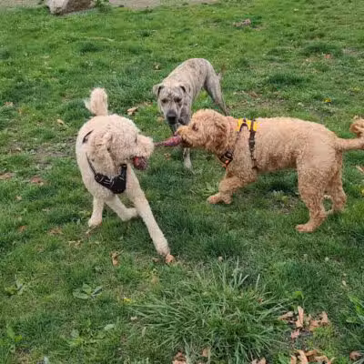 Brownstown Dog Park - Brownstown Township,