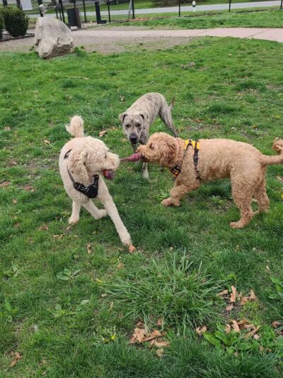 Brownstown Dog Park - Brownstown Township,