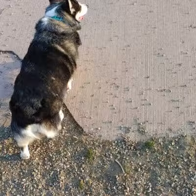 Brownstown Dog Park - Brownstown Township,