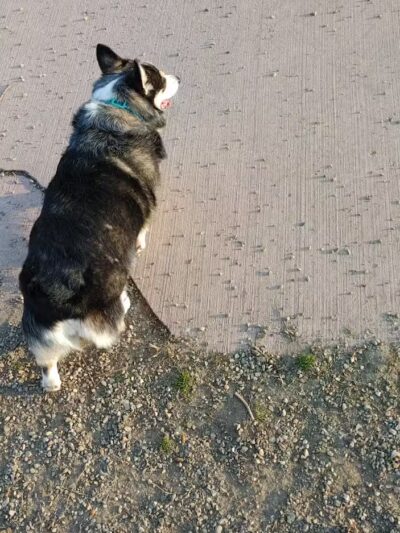 Brownstown Dog Park - Brownstown Township,