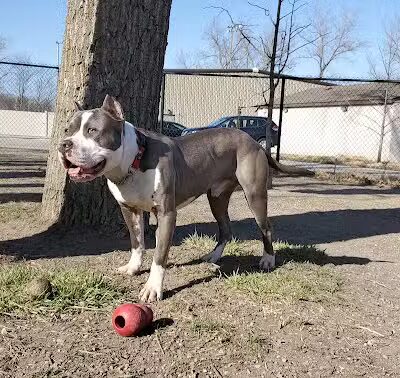 Brownstown Dog Park - Brownstown Township,