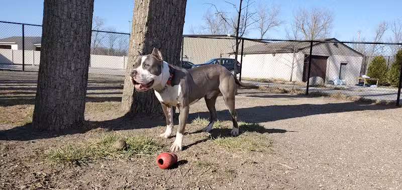 Brownstown Dog Park - Brownstown Township,