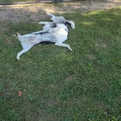 Brownstown Dog Park - Brownstown Township,