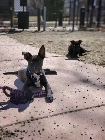 Brownstown Dog Park - Brownstown Township,