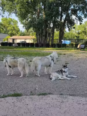 Brownstown Dog Park - Brownstown Township,