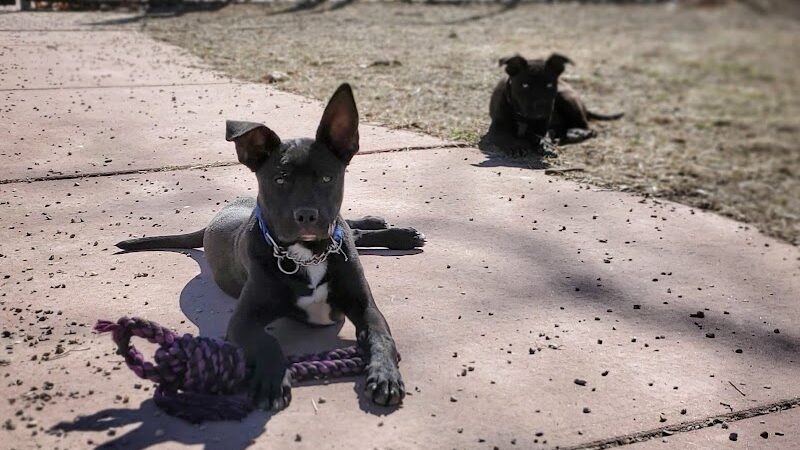 Brownstown Dog Park - Brownstown Township, MI