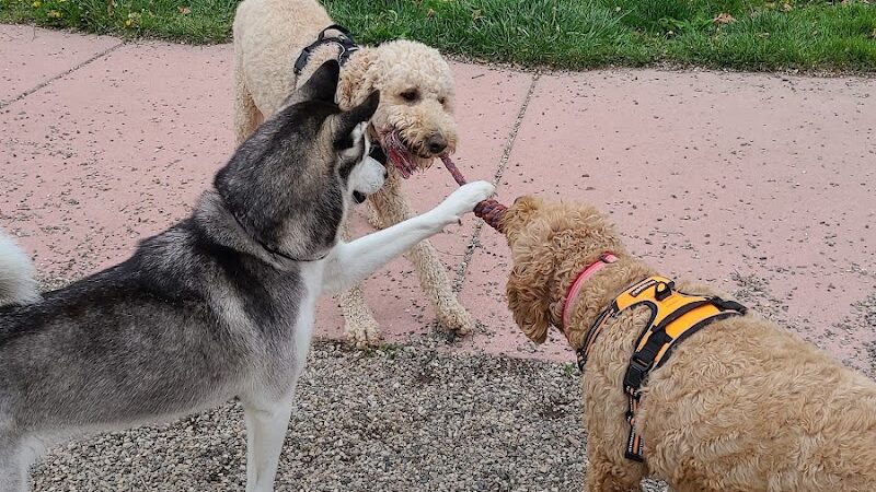 Brownstown Dog Park - Brownstown Township, MI