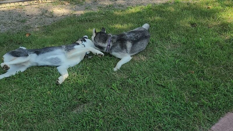 Brownstown Dog Park - Brownstown Township, MI