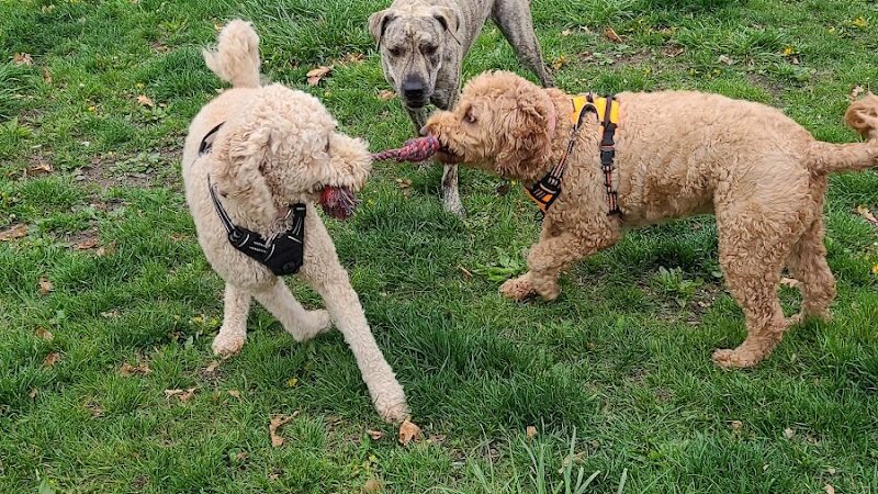 Brownstown Dog Park - Brownstown Township, MI