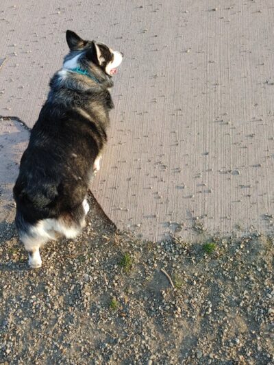 Brownstown Dog Park - Brownstown Township, MI