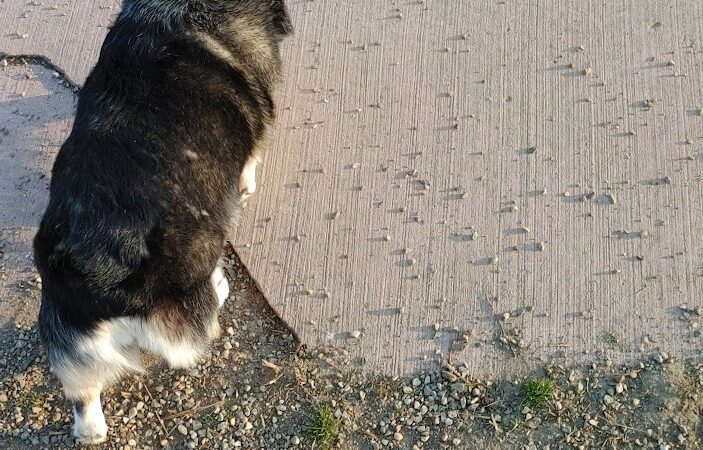 Brownstown Dog Park - Brownstown Township, MI