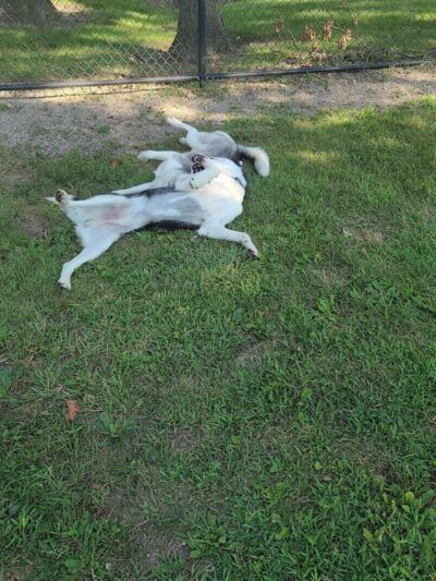 Brownstown Dog Park - Brownstown Township, MI