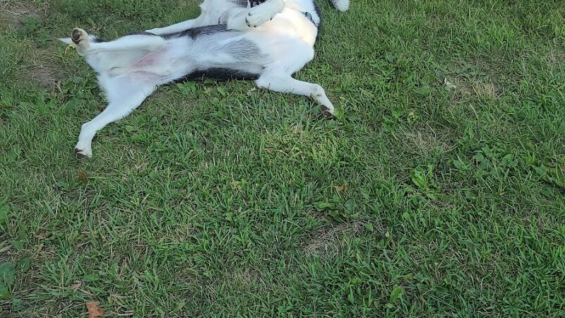 Brownstown Dog Park - Brownstown Township, MI