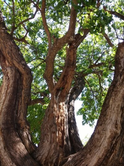 Coggin Park - Brownwood, TX