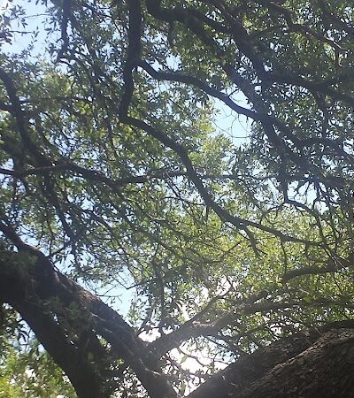 Coggin Park - Brownwood, TX