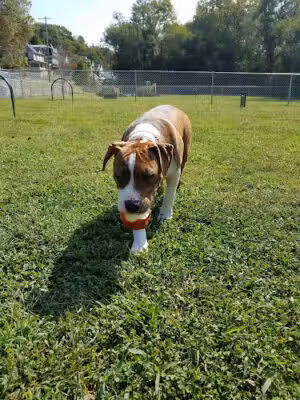 Brunswick Dog Park - Brunswick, MD