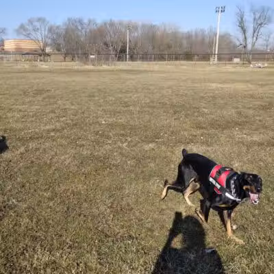 Field of Dreams Dog Park - Buchanan, MI