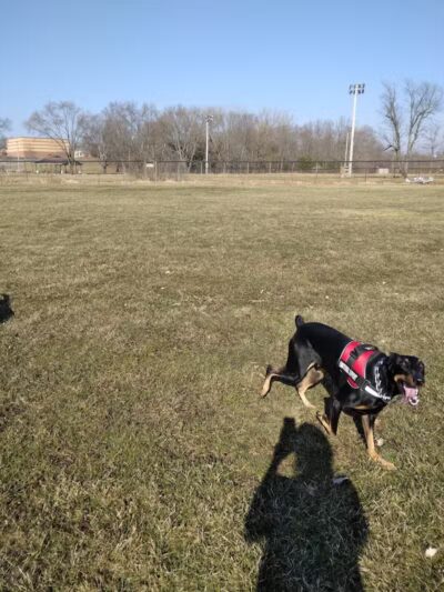 Field of Dreams Dog Park - Buchanan, MI