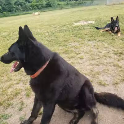 Field of Dreams Dog Park - Buchanan, MI