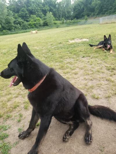 Field of Dreams Dog Park - Buchanan, MI