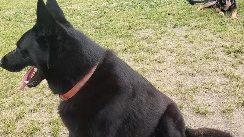 Field of Dreams Dog Park - Buchanan, MI