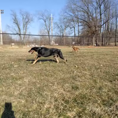 Field of Dreams Dog Park - Buchanan, MI