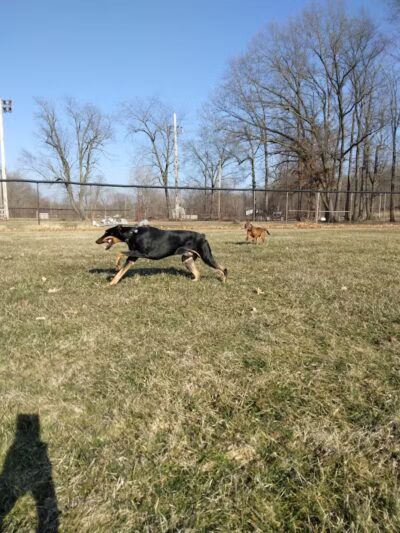 Field of Dreams Dog Park - Buchanan, MI