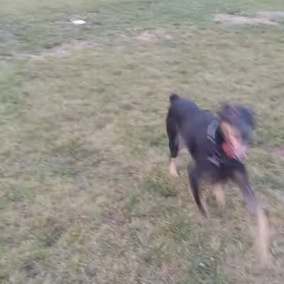 Field of Dreams Dog Park - Buchanan, MI