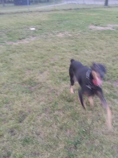 Field of Dreams Dog Park - Buchanan, MI